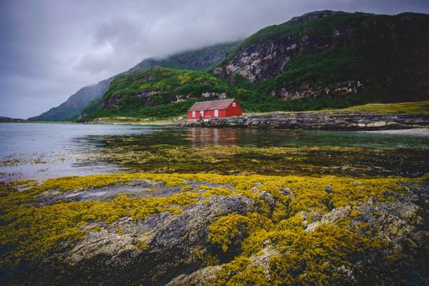 istock red house by the ocean with yellow seaweed 1177947113