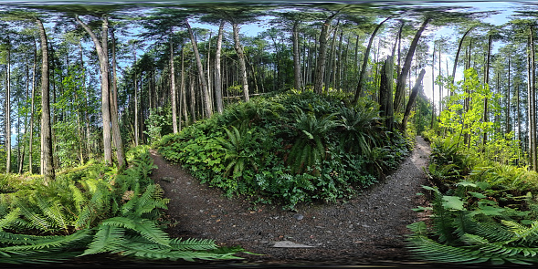 360 photo of a Pacific Northwest hiking trail on a sunny day with a glimpse view of Puget Sound beyond the trees