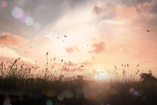 Calm of country meadow sunrise landscape background