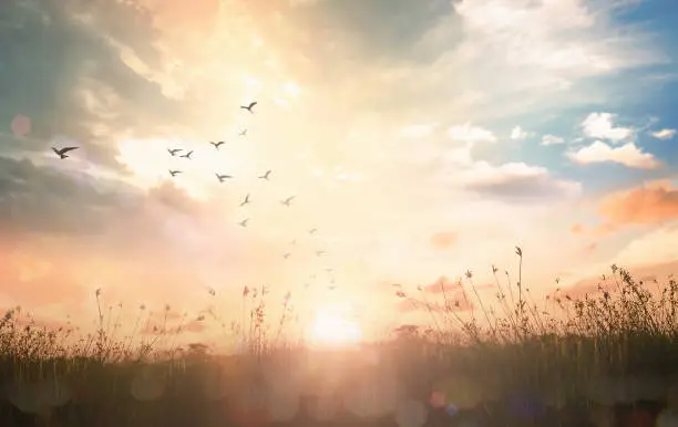 Birds flying and meadow sunrise landscape background