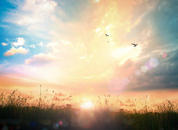 World environment day concept Calm of country meadow sunrise landscape background early fall stock pictures, royalty-free photos & images