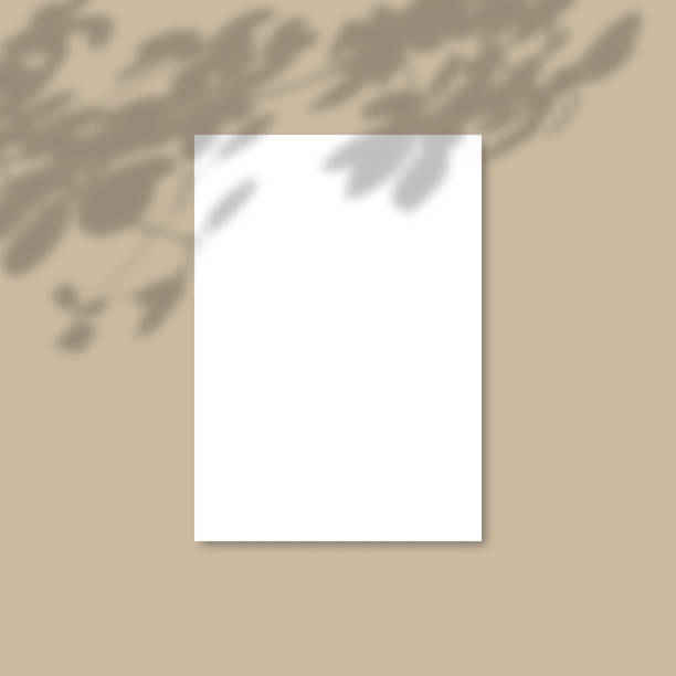 istock Shadow Overlay Plant Vector Mockup A4 Paper sheets. Shadows overlay effects Of A leaf 1177960569