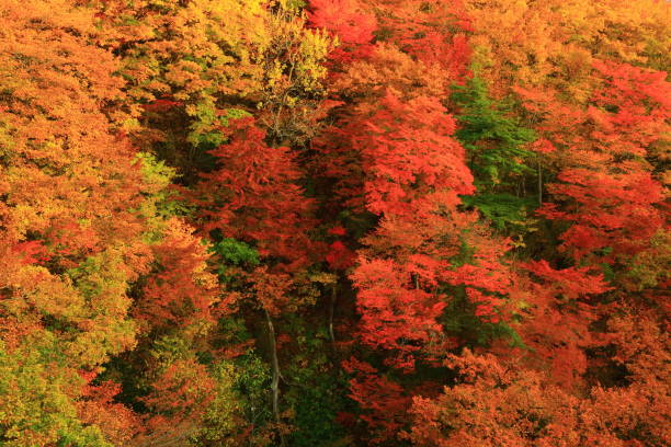 istock Hachimantai of colored leaves 1177961323