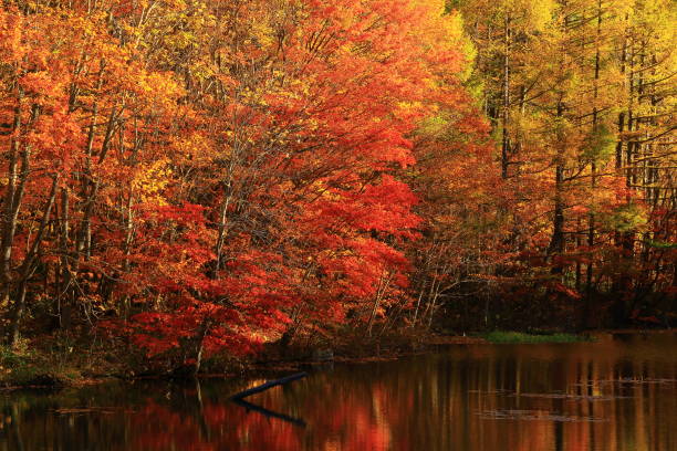 istock Hachimantai of colored leaves 1177961428