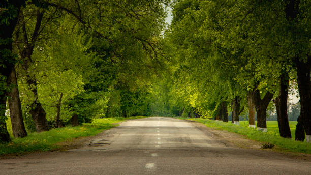 istock Asphalt road surrounded on both sides by green trees reaching the horizon 1177962356