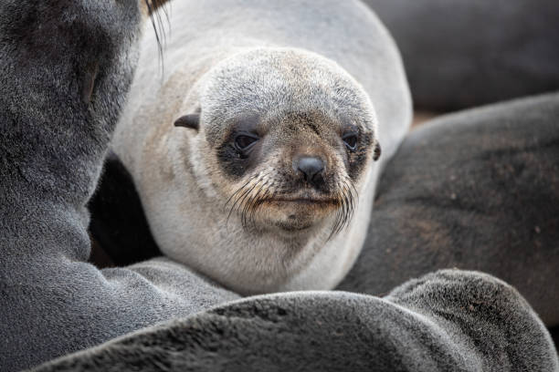 istock Cape fur seals on Namibian skeleton coast. 1177962421