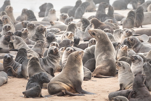 Cape fur seal colony on the Skeleton coast in South Atlantic ocean. Cape Cross Seal Colony, Namibia.