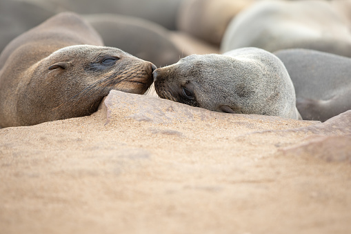 Two cape fur seals touching noses on the Skeleton coast in South Atlantic ocean. Cape Cross Seal Colony, Namibia.
