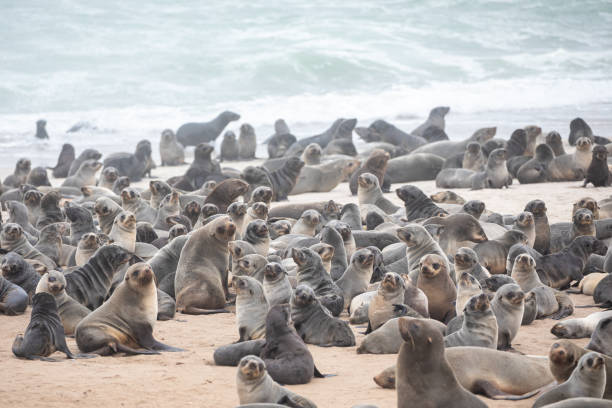 istock Cape fur seals on Namibian skeleton coast. 1177962428