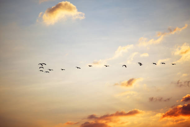 istock silhouette of birds flying on cloudy sunset sky 1177962617
