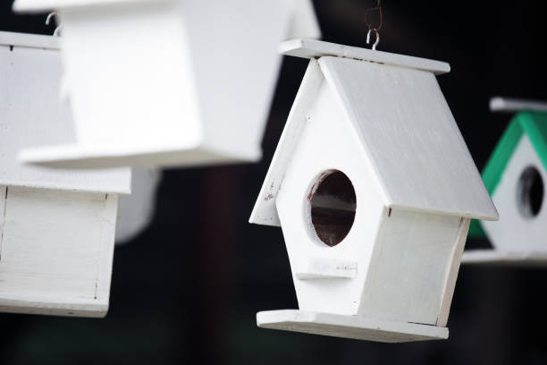 istock white wooden bird house background 1177962631