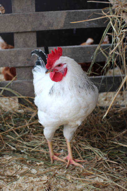 istock large white rustic rooster poultry farm walks in the paddock 1177962738