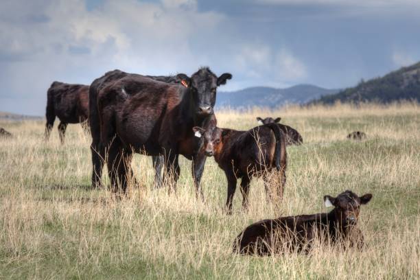 Black Angus Cattle in Spring stock photo