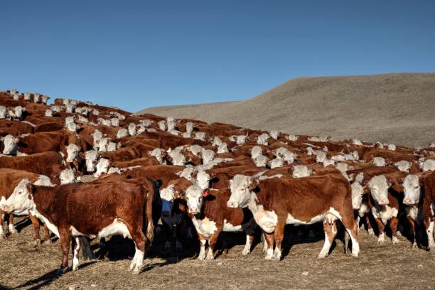istock Cattle on plateau grasslands in autumn. 1177963912