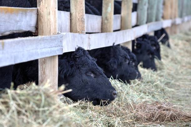 Black Angus Cattle in feedlot in Winter.