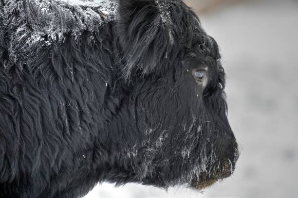 Black Angus Cattle in feedlot in Winter.