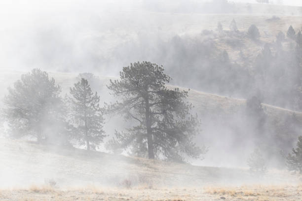 Mines and trees create ghostly figures in abandoned mine country near Cripple Creek Colorado