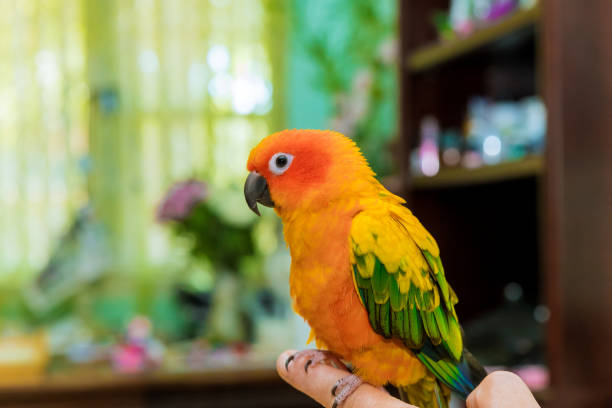 istock Sun Conure perched on the fingers of its owner a hand 1177966636