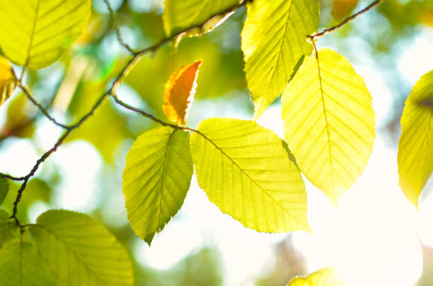 istock Yellow and red leaves on trees in autumn park 1177968015