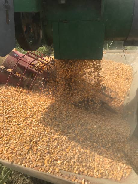 istock American Farmers / Dry corn shipped. 1177975614