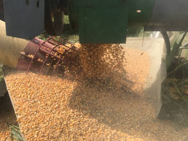 istock American Farmers / Dry corn shipped. 1177975615