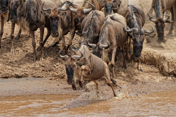 istock Mara river crossing and wildebeests jumping 1177979817