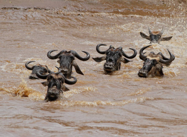 istock Mara river crossing and wildebeests 1177979838