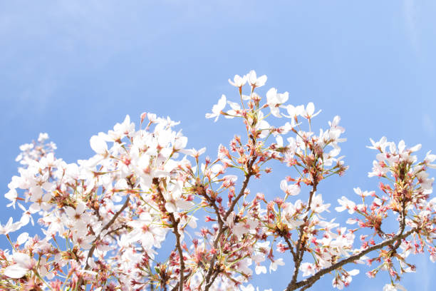 istock Cherry Blossom Flowers Spring Floral Nature Background 1177979845