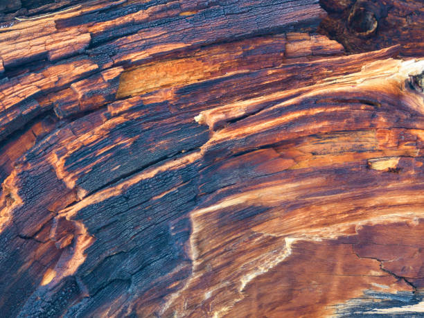 istock close up of burnt tree trunk 1177980579