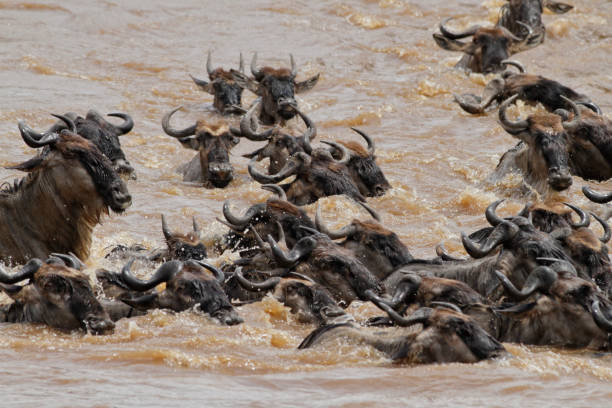 istock Mara river crossing and wildebeests 1177980615