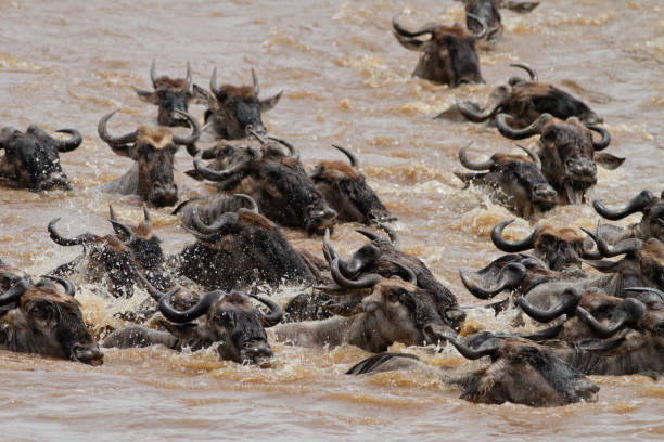 istock Mara river crossing and wildebeests 1177980628