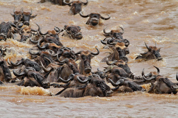 istock Mara river crossing and wildebeests 1177980630