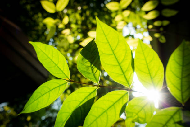 istock Abstract, nature Green leaf background and beautiful wallpaper. 1177985530