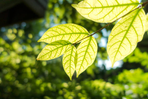 istock Abstract, nature Green leaf background and beautiful wallpaper. 1177986036