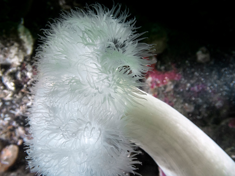 A vibrant Plumose Anemone photographed scuba diving in southern British Columbia.
