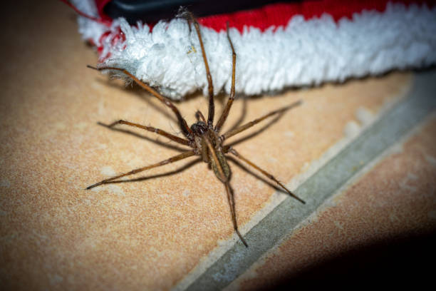 istock a large spider with hairy legs crawling across the floor to a wiper 1177990074