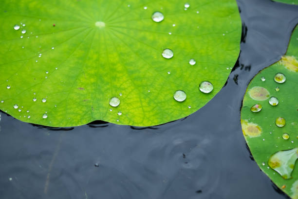 istock Lotus leaf in the beautiful pond 1177991623