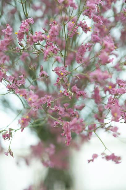istock Variety of small pink flowers 1177992726