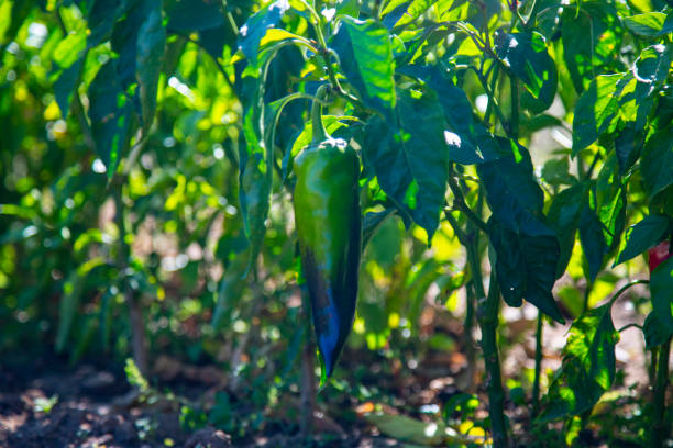 pimentas de padron em sua planta, típica do turco. pimentas verdes novas que crescem em uma filial no jardim. pimentas de sino que crescem no jardim, vegetais orgânicos frescos - pepper bell pepper growth ripe - fotografias e filmes do acervo