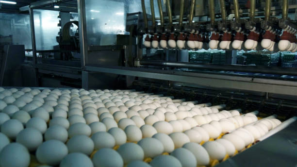 istock Chicken eggs at the poultry farm. farm, industry. 1177992776