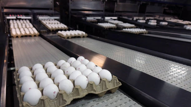 istock Chicken eggs at the poultry farm. farm, industry. 1177992798