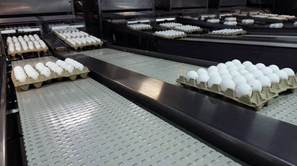 istock Chicken eggs at the poultry farm. farm, industry. 1177992800
