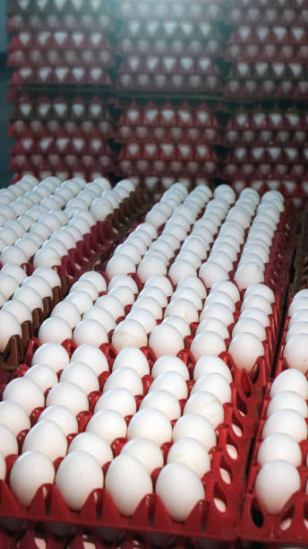 istock Chicken eggs at the poultry farm. farm, industry. 1177992803