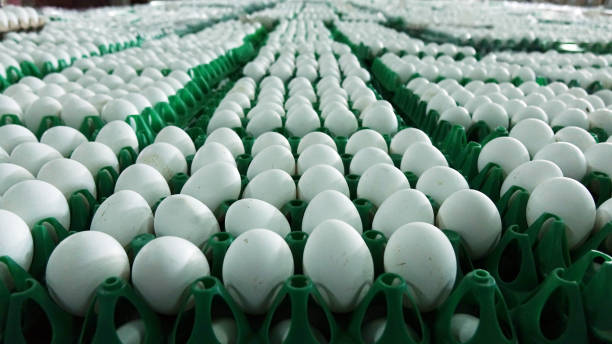 istock Chicken eggs at the poultry farm. farm, industry. 1177992810