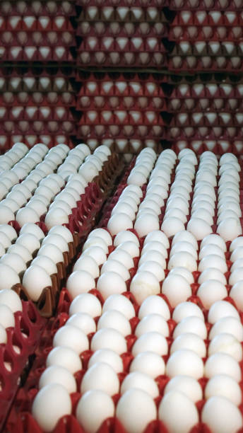 istock Chicken eggs at the poultry farm. farm, industry. 1177992812