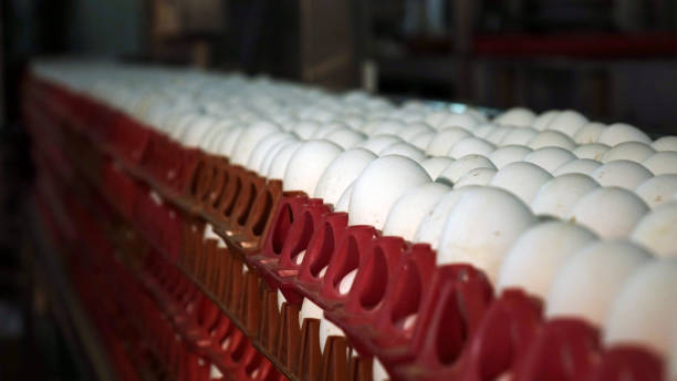 istock Chicken eggs at the poultry farm. farm, industry. 1177992820