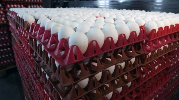 istock Chicken eggs at the poultry farm. farm, industry. 1177992823