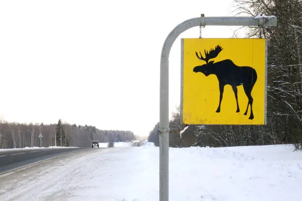 Road sign. Moose are wild animals.Warning