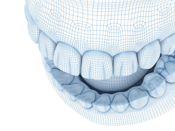 istock Morphology of mandibular human gum and teeth. Wire 3d model illustration 1177997802