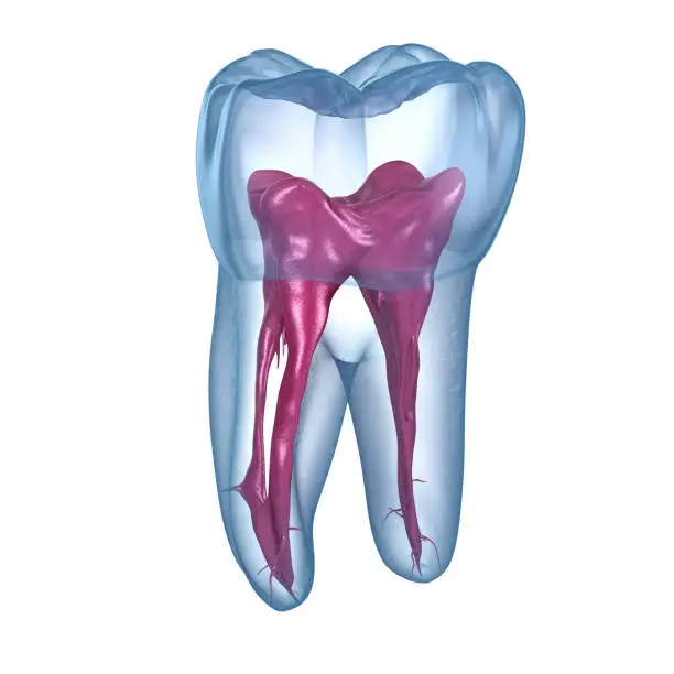 Photo of Dental root anatomy - First maxillary molar tooth. Medically accurate dental 3D illustration